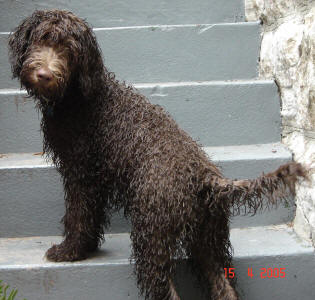 Labradoodle - Bare