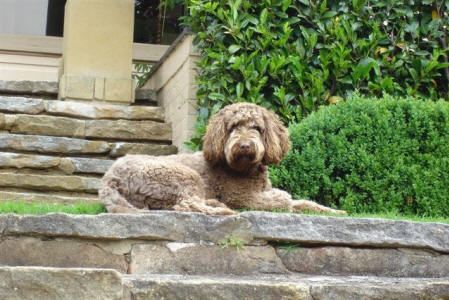 Labradoodle - Coco