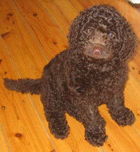 Chocolate Labradoodle - Jasper