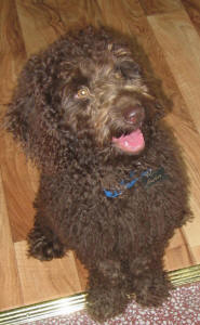 Chocolate Labradoodle - Jasper