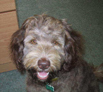 Labradoodle - Madge