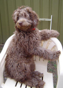 Labradoodle - Nelson