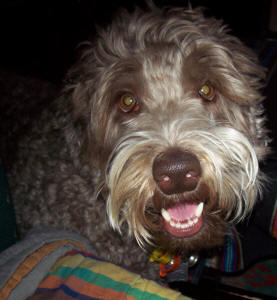 Labradoodle - Nelson