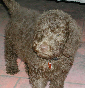 Labradoodle - Phoenix