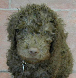 Labradoodle - Phoenix