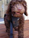 Labradoodle - Sam