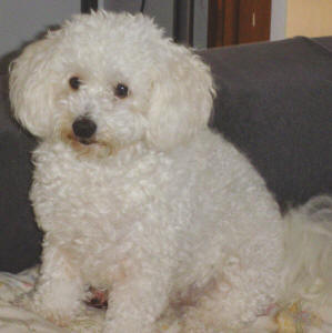 Maltese Poodle - Chloe