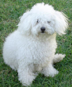 Maltese Poodle - Chloe