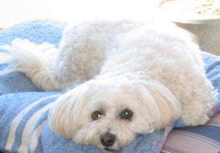 Maltese Poodle - Kenny