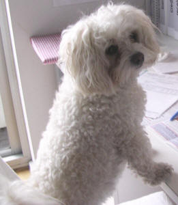 Maltese Poodle - Minky