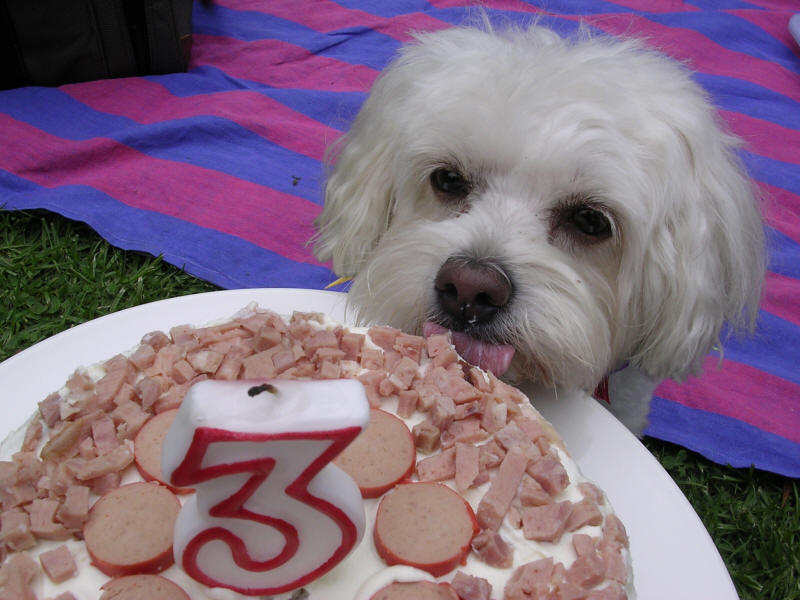 Dog Birthday Cake