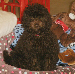 Miniature Chocolate Schnoodle Coco