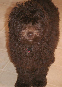 Miniature Chocolate Schnoodle Coco