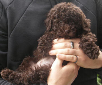 Chocolate Miniature Schnoodle - Ferny