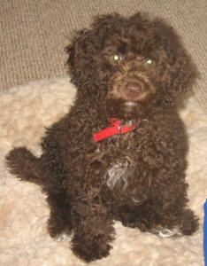 Chocolate Miniature Schnoodle - Ollie