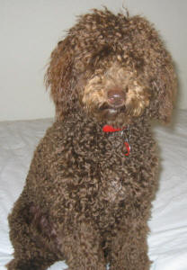 Chocolate Miniature Schnoodle - Ollie