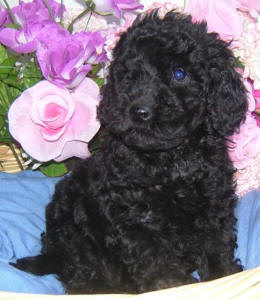 Miniature Schnoodle - Rosie