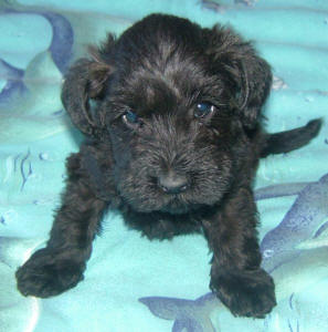 Black Toy Schnoodle - Tiger