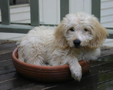 Labradoodle - Buckley