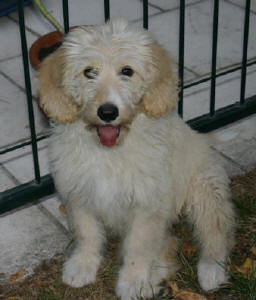 Labradoodle - Buckley