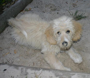 Labradoodle - Buckley