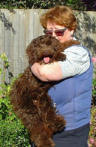 Chocolate Labradoodle - Chelsea