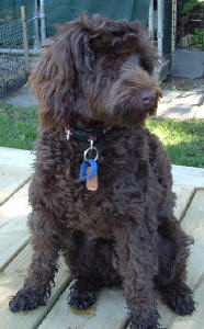 Chocolate Labradoodle - Chelsea