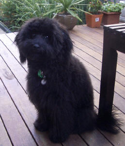 Miniature Labradoodle - Roy