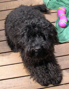 Miniature Labradoodle - Roy