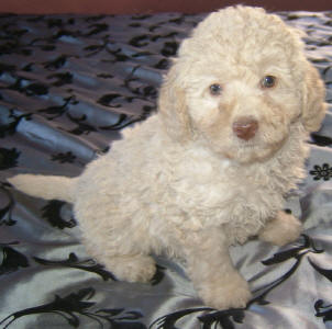 Labradoodle - Brewster