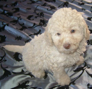 Labradoodle - Brewster