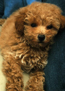 Red Toy Schnoodles - Ruby & Scarlett