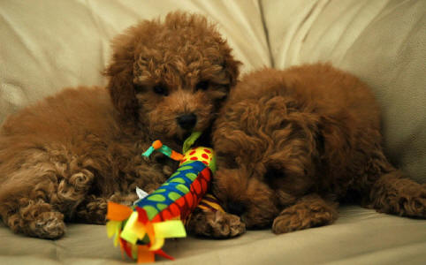 Red Toy Schnoodles - Ruby & Scarlett