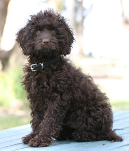 Miniature Spoodle - Baci