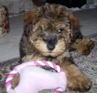 Phantom Toy Schnoodle - Lotte