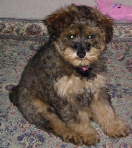 Phantom Toy Schnoodle - Lotte