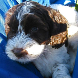 Chocolate/White Parti Spoodle - Chesterfield