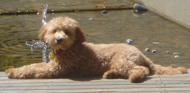 Red Toy Schnoodle - Ozzy