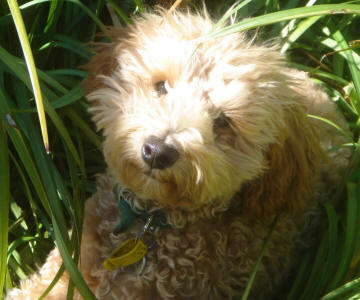 Red Toy Schnoodle - Ozzy