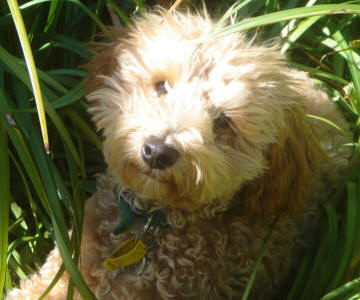 Red Toy Schnoodle - Ozzy