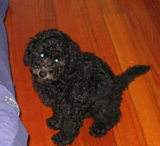 Schnoodle - Maggie