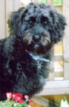 Schnoodle - Spud