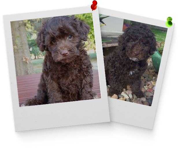 — The Harris Family, Sydney